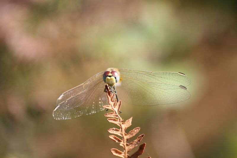 Sympetrum fonscolombii femmina & maschio?